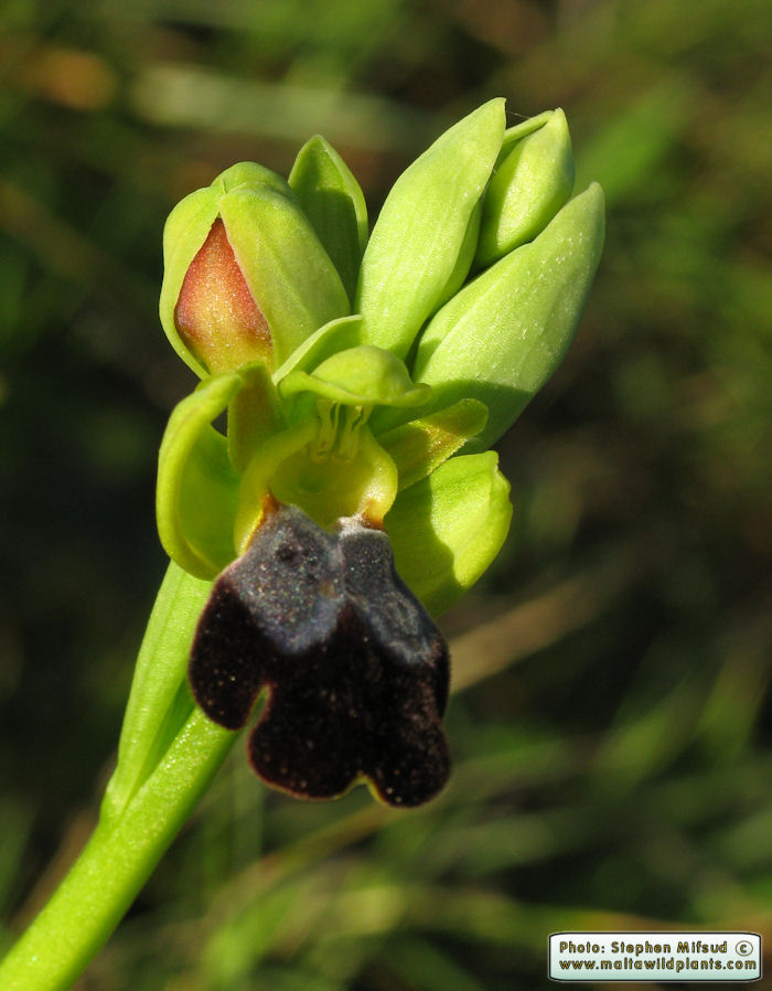 Ophrys iricolor subsp. vallesiana / Valles' Rainbow Bee Orchid / Dubbiena ta' Tuneż